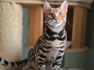 Bengal cats Brown Rosetted Bengal Prince - Advert 1