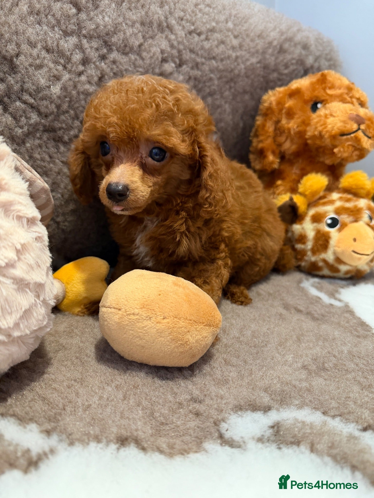 Toy Poodle dogs Beautiful KC registered Toy Poodles  - Advert 1