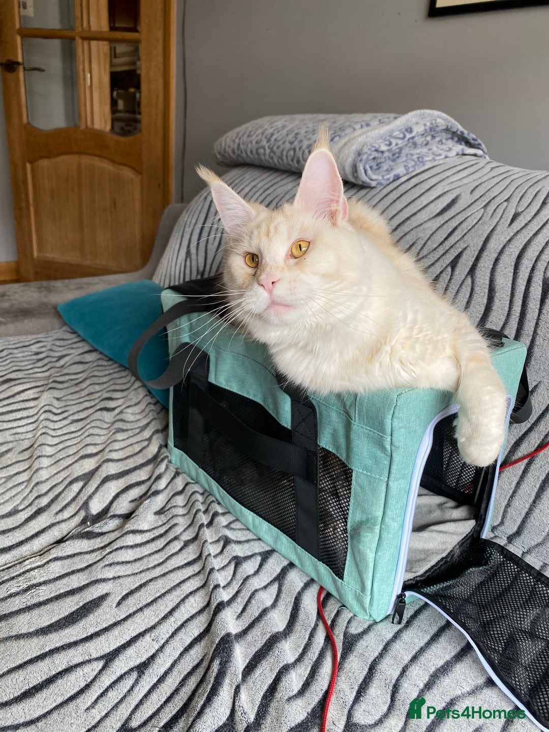 Maine Coon cats for sale: Beautiful girl  - Image 2