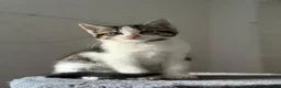 Maine Coon cats for sale: 3x Maine Coon kittens available NOW - Advert 10