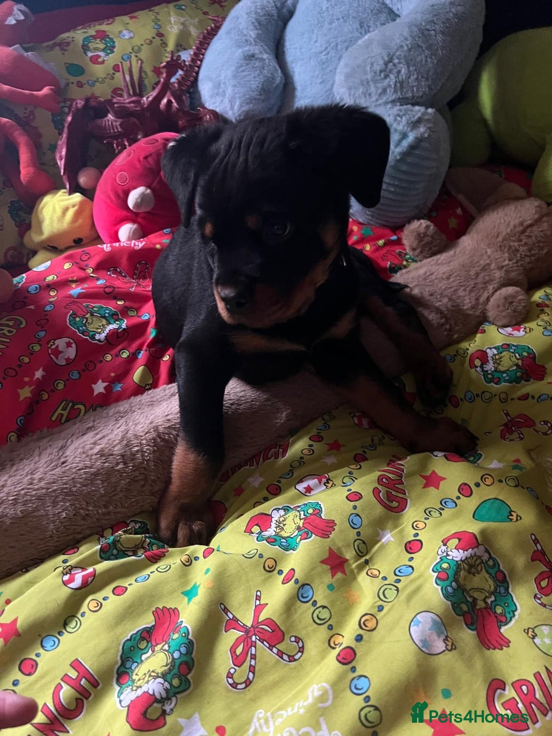 Rottweiler dogs for sale: Gorgeous Male Rotty Pup for Sale! Ready to Leave - Advert 9