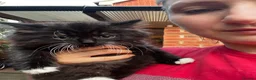 Mixed Breed cats for sale: Adorable Mixed Breed Kittens Ready For New Homes - Advert 3