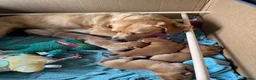 Labrador Retriever dogs for sale: Fox Red Puppies  - Advert 4
