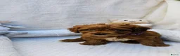 Cavapoo dogs for sale: Cavapoo puppies (toy)DNA CLEAR - Advert 11