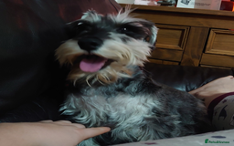 Miniature Schnauzer dogs for sale: Miniature Schnauzer older girl - Image 3
