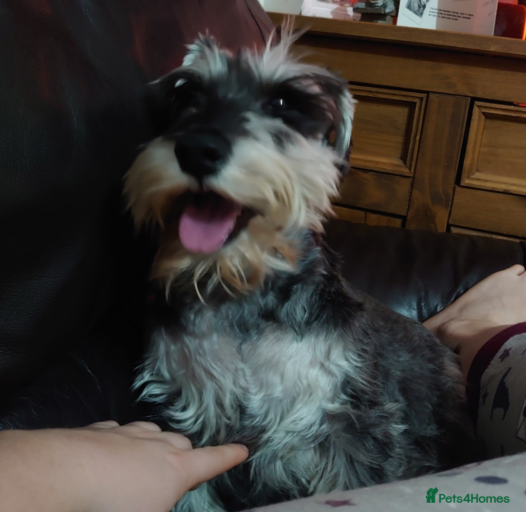 Miniature Schnauzer dogs for sale: Miniature Schnauzer older girl - Image 3