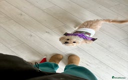 Cavapoo dogs for sale: Rehoming Adorable Cavapoo Girl - Image 6