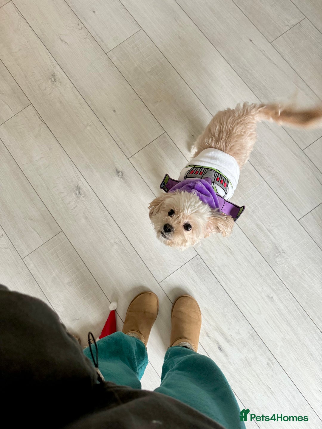 Cavapoo dogs for sale: Rehoming Adorable Cavapoo Girl - Image 6