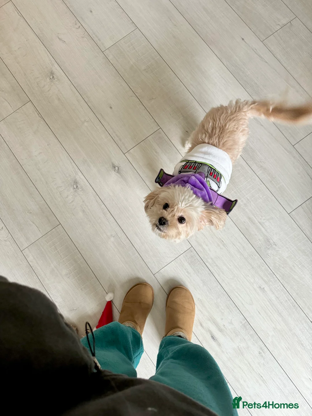 Cavapoo dogs for sale: Rehoming Adorable Cavapoo Girl - Advert 8