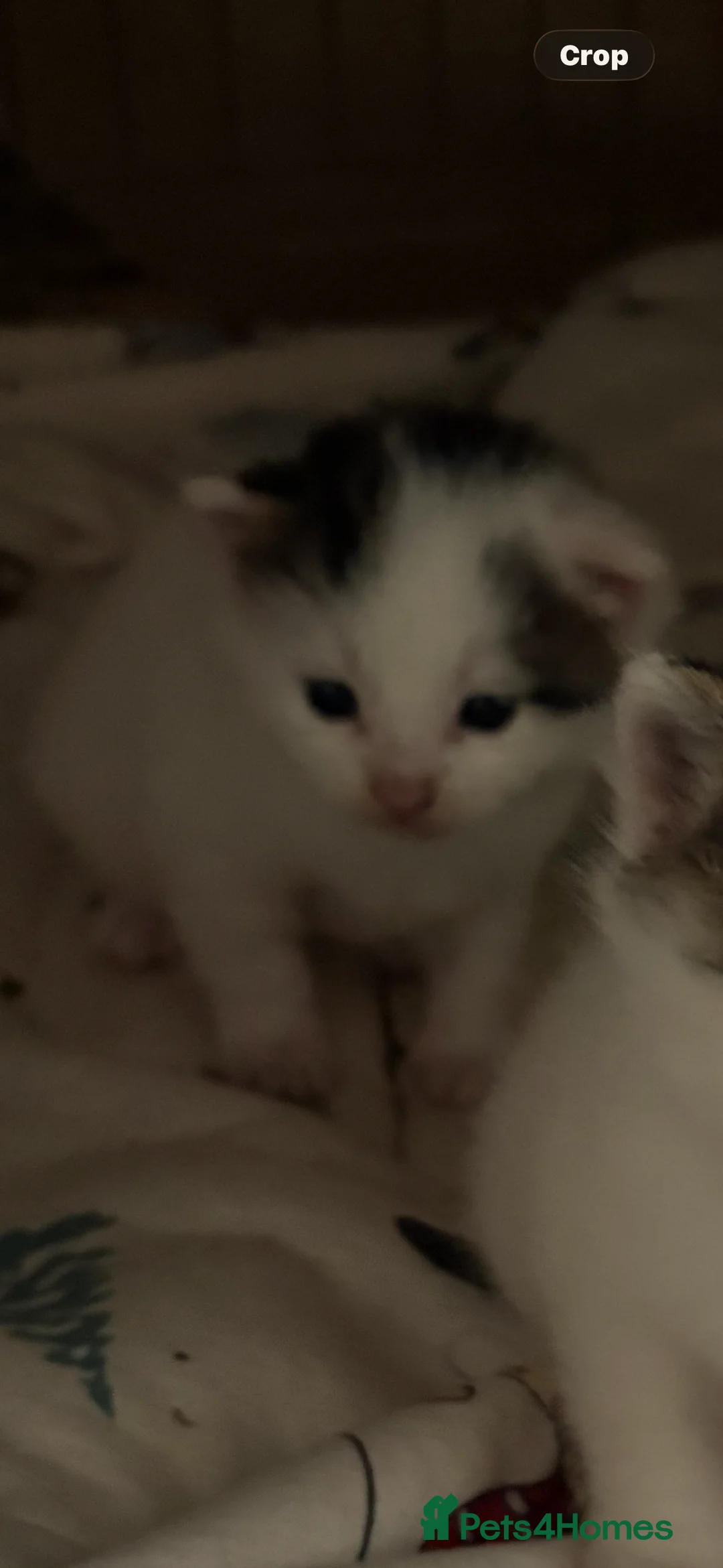 Ragdoll cats for sale: Rag doll kittens  in Rugeley - Advert 2