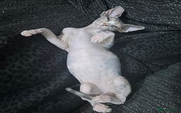Sphynx cats for sale: Female sphynx  - Image 5