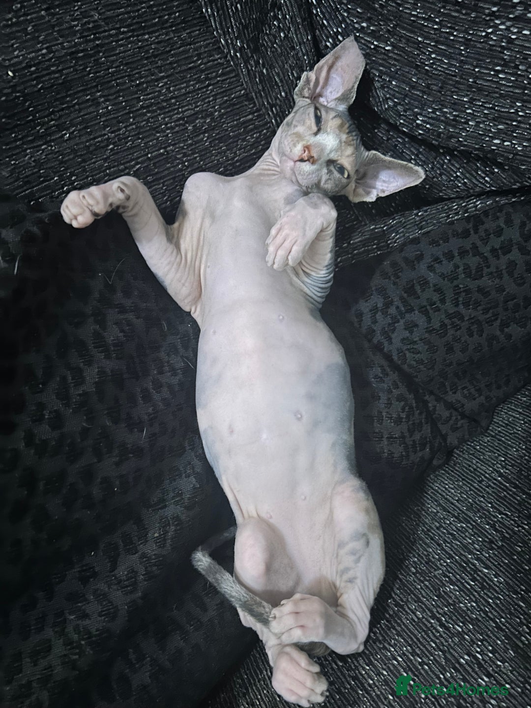 Sphynx cats for sale: Female sphynx  - Image 5