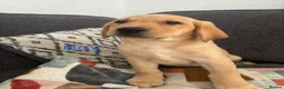 Labrador Retriever dogs for sale: Beautiful KC registered Labrador retriever puppies in Swansea - Advert 31