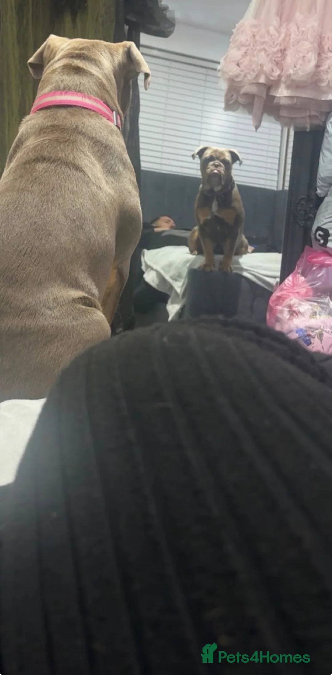 English Bulldog dogs for sale: KC Registered English Bulldog in Clacton-on-Sea - Advert 2