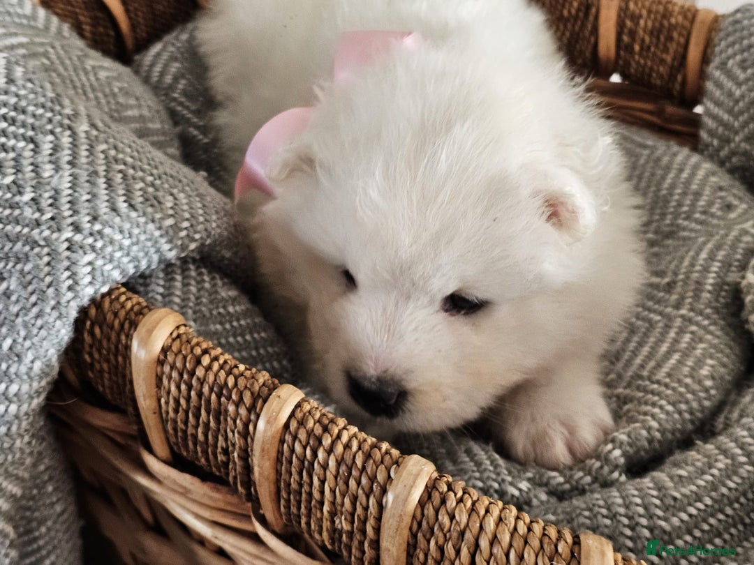 Samoyed dogs for sale: Outstanding Litter of Pedigree Samoyeds - Advert 8