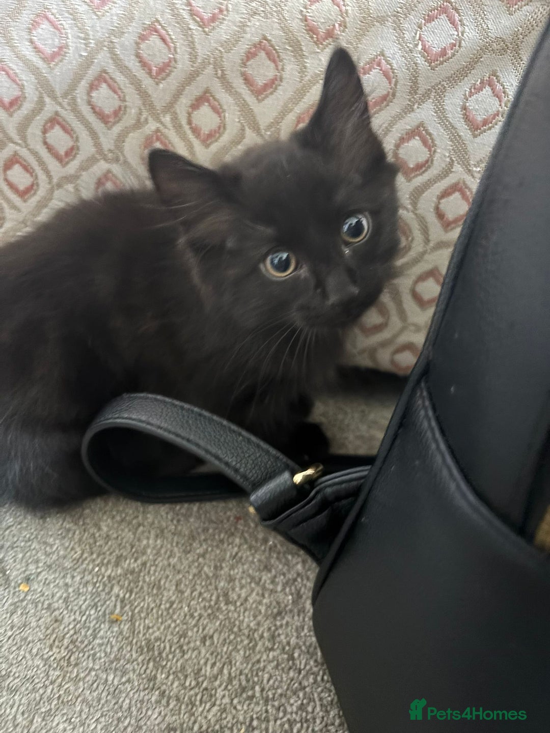 Mixed Breed cats for sale: 7 all black kittens - Image 10