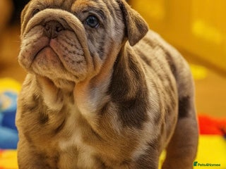 English Bulldog dogs KC Registered EB Pups Fully health Tested Parents - Advert 3