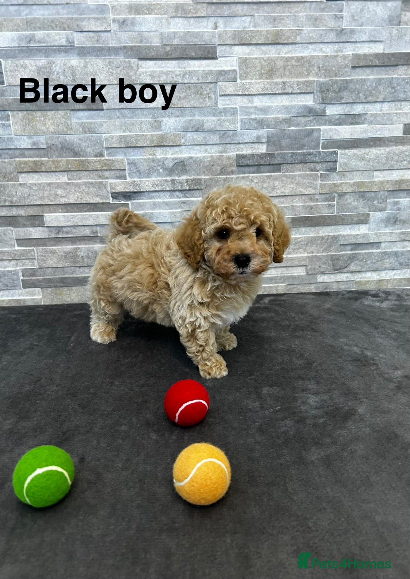 Poochon dogs Beautiful Pochoon puppies!! - Advert 2