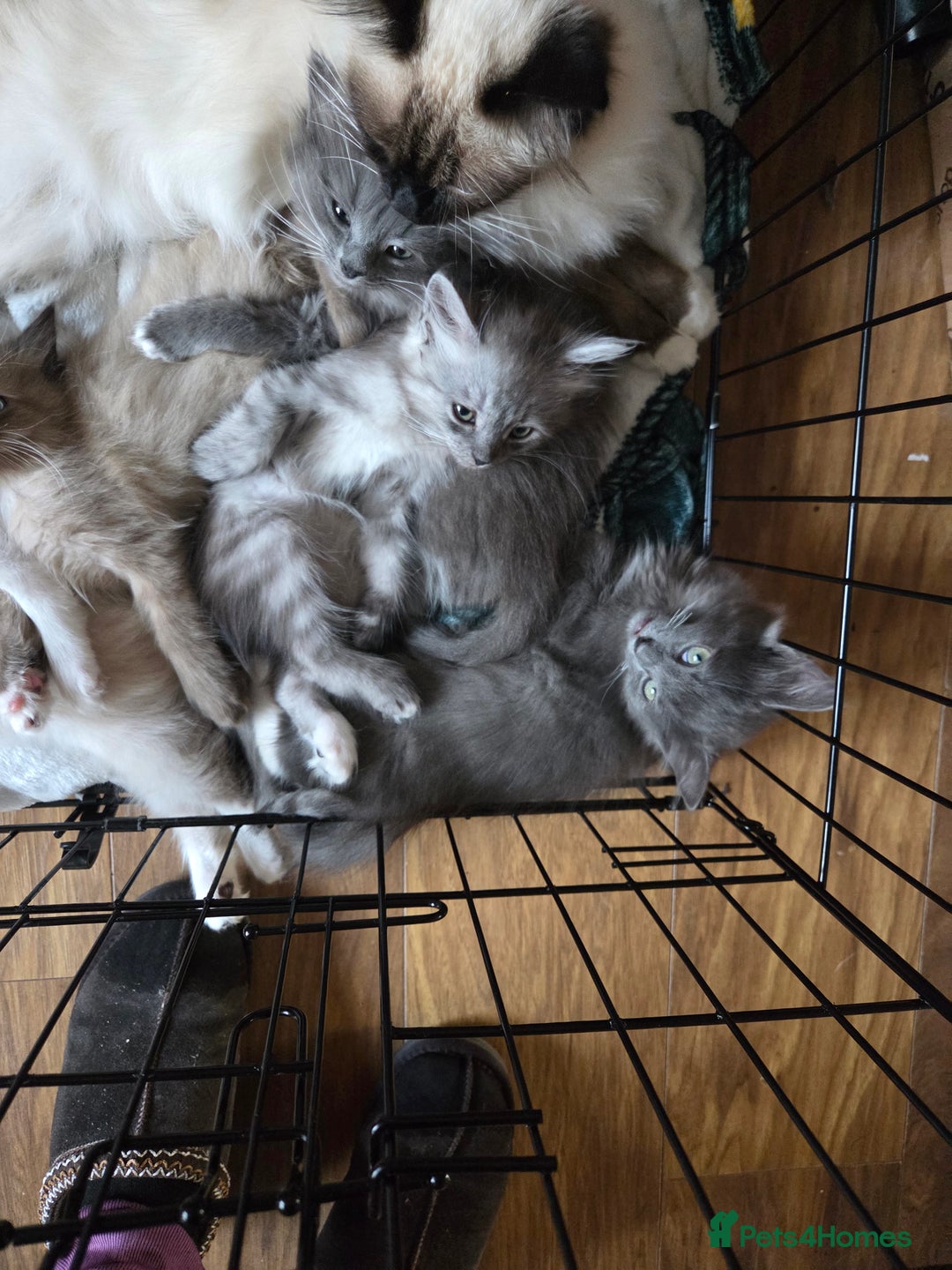 Ragdoll cats for sale: Beautiful ragdoll kittens for sale  - Advert 2