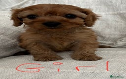 Cavapoo dogs for sale: Toy cavapoos f1  - Image 9