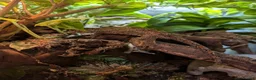 Gecko reptiles for sale: Pyro - Reticulated Gargoyle Gecko  in Reading - Advert 2
