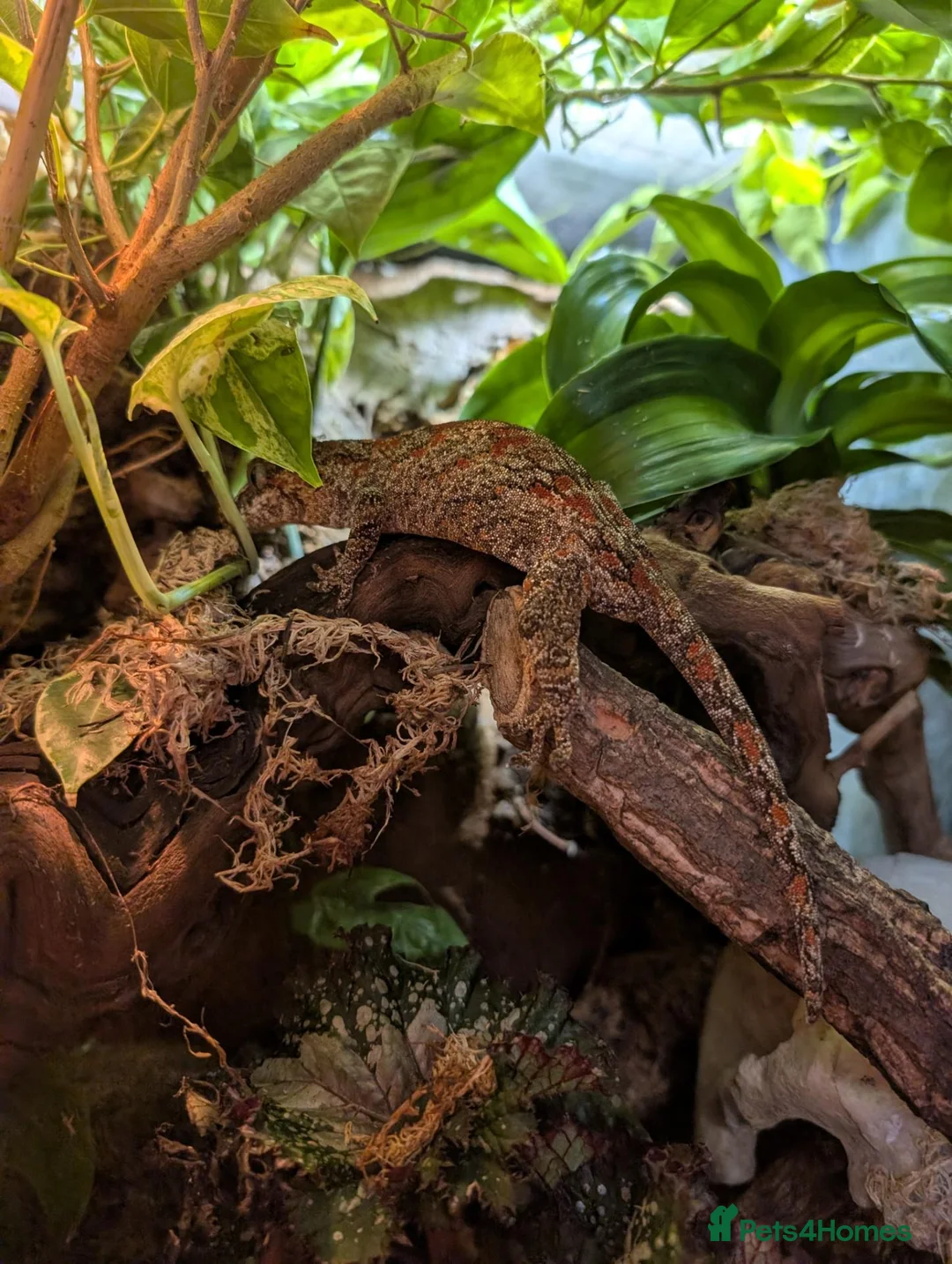 Gecko reptiles for sale: Pyro - Reticulated Gargoyle Gecko  in Reading - Advert 2