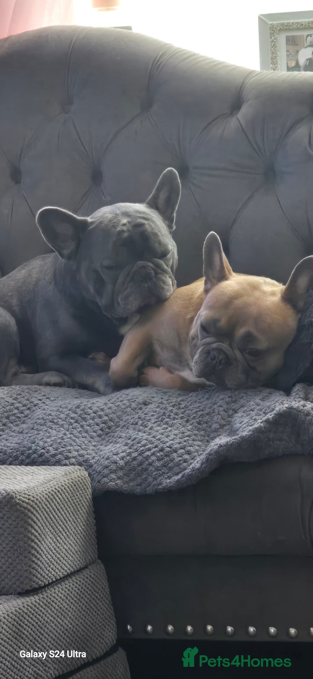 French Bulldog dogs for sale: 2 male frenchies  - Image 1