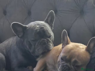 French Bulldog dogs for sale - Advert 1