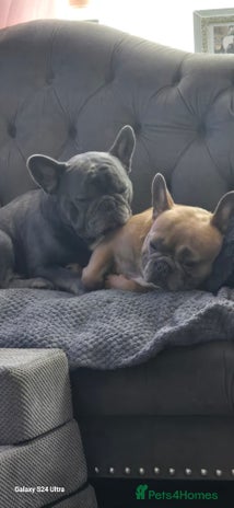 French Bulldog dogs - Advert 5
