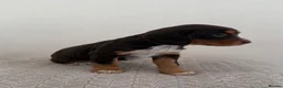 Cocker Spaniel dogs for sale: 2 working cocker spaniels  - Advert 5