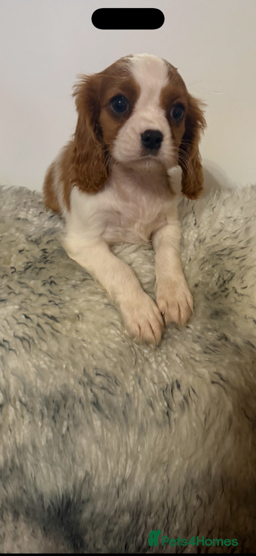 Cavalier King Charles Spaniel dogs DNA clear and kc registered cavalier puppies  - Advert 2