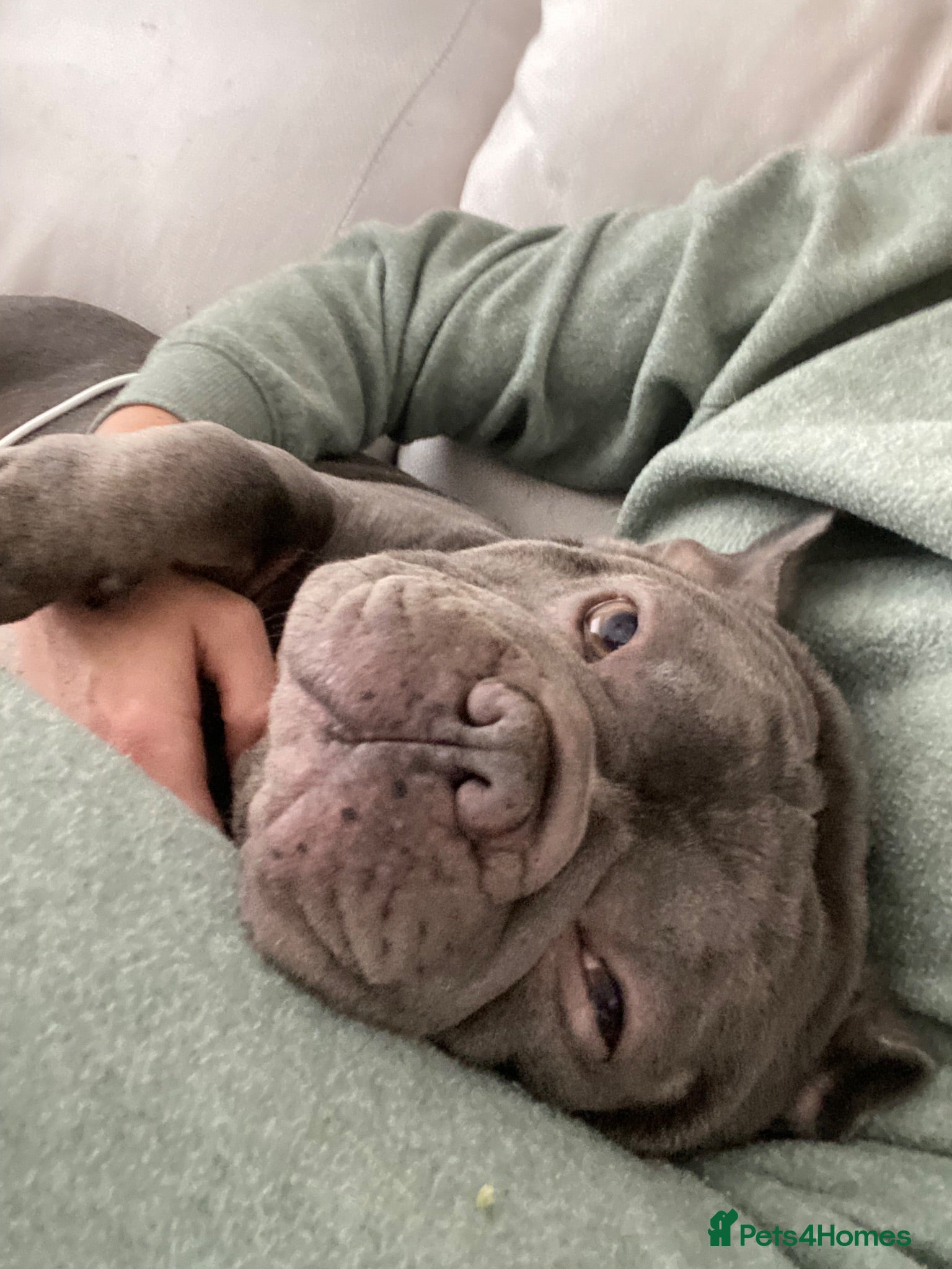 French Bulldog dogs ❤️ PERFECTLY BEHAVED BOY 🥇 CHAMPION FRENCHIE 🥇 - Advert 4