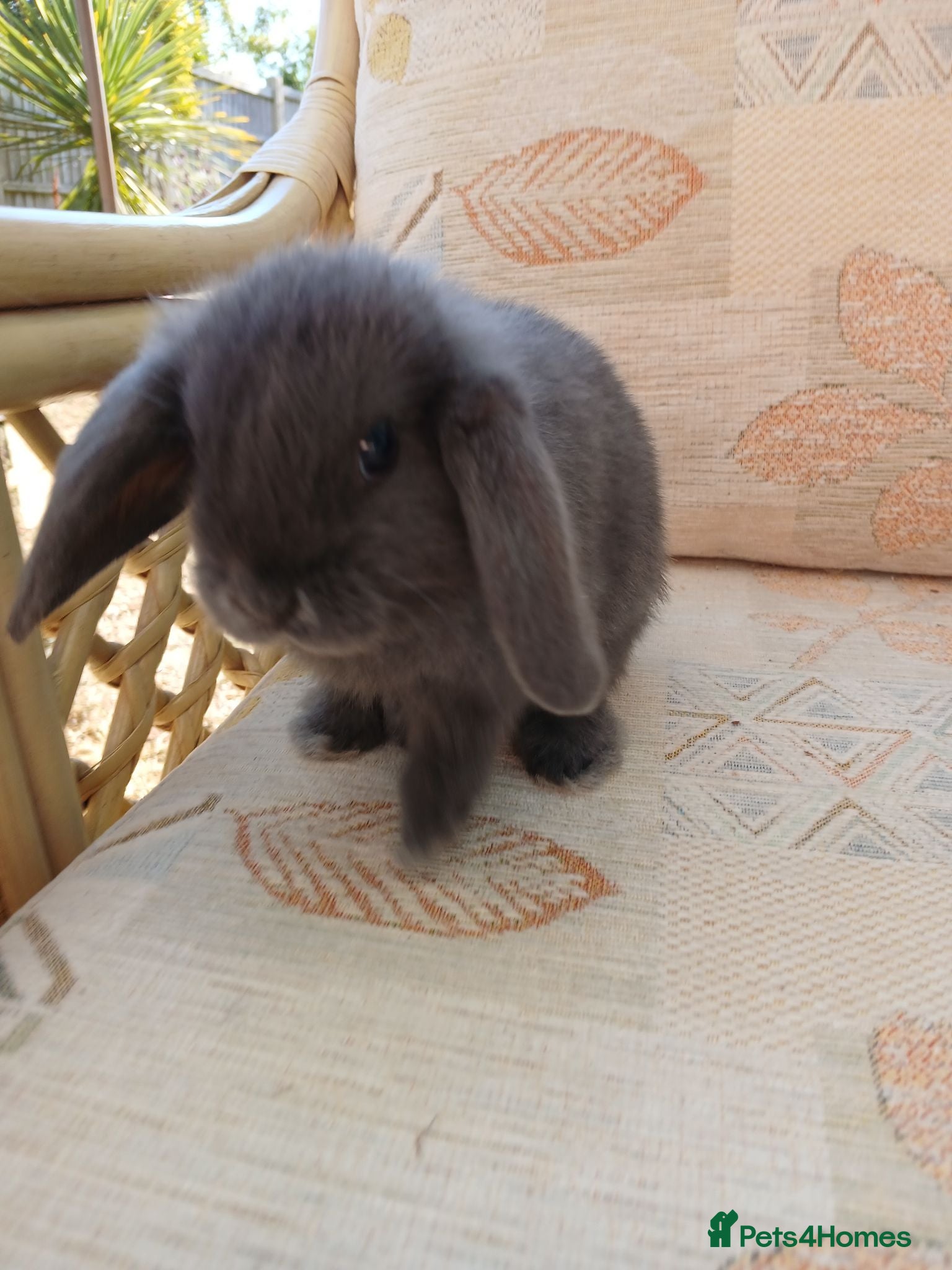Mini Lop rabbits  beautiful mini lops  - Advert 7