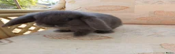Mini Lop rabbits for sale: Last one ready 1st September  - Advert 10