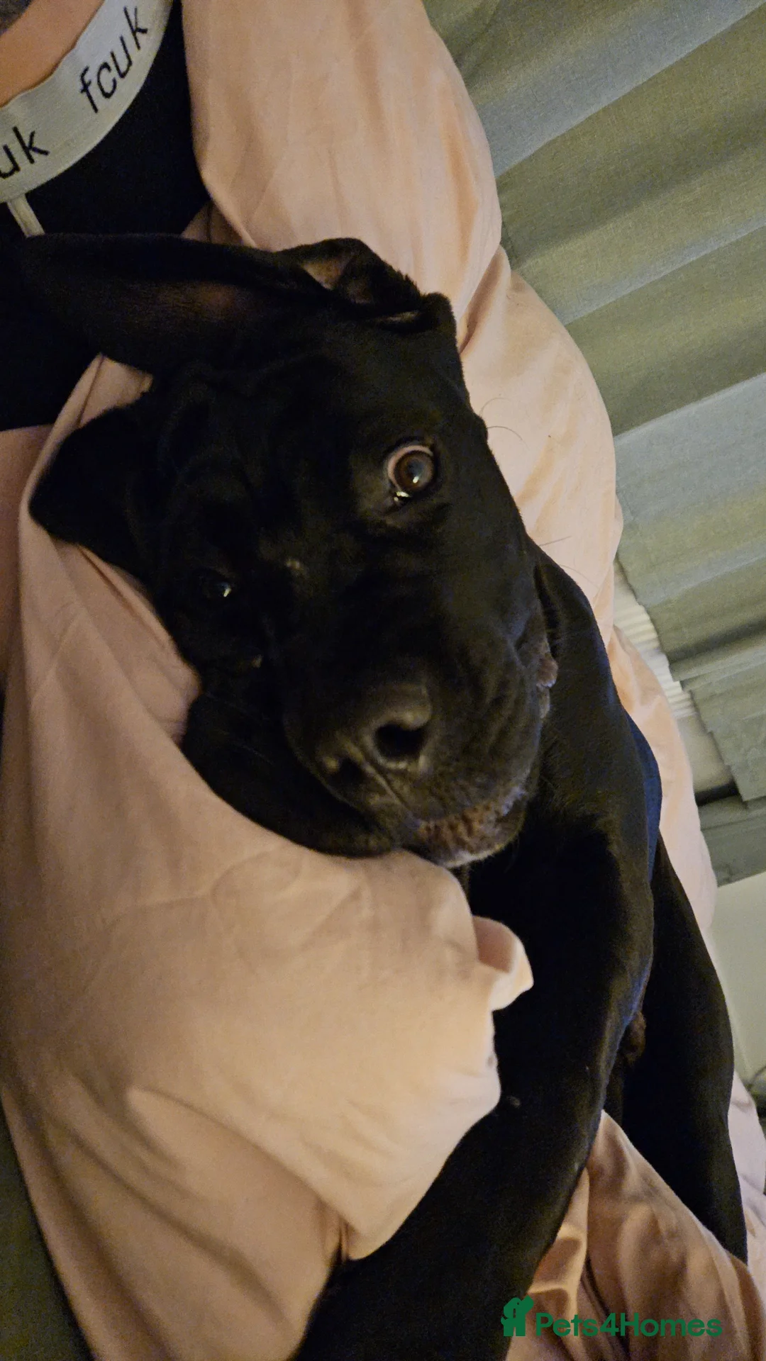Cane Corso dogs for sale: 7 month old male cane corso in Gillingham - Advert 2