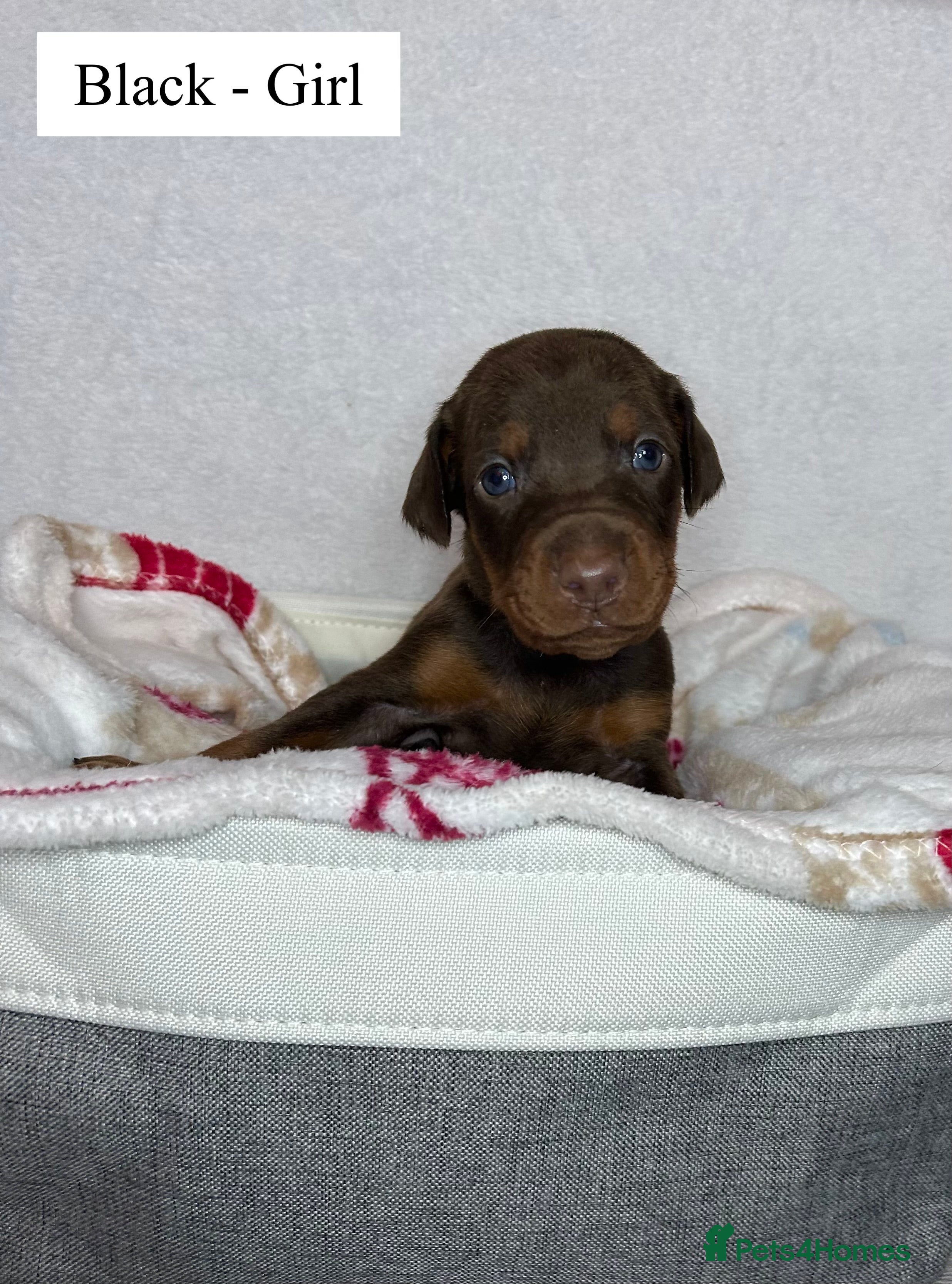 Dobermann dogs 🩶 Top quality KC registered Doberman puppies! 🩶 - Advert 1