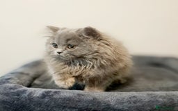 British Longhair cats for sale: TICA Beautiful Blue British Longhair Female - Image 4