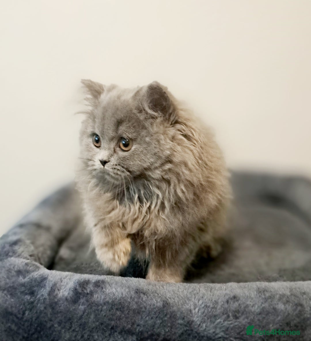 British Longhair cats for sale: TICA Beautiful Blue British Longhair Female - Image 4