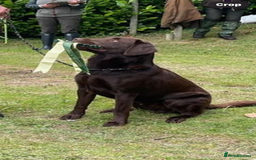 Labrador Retriever dogs for stud: Gorgeous chocolate Labrador  - Image 2