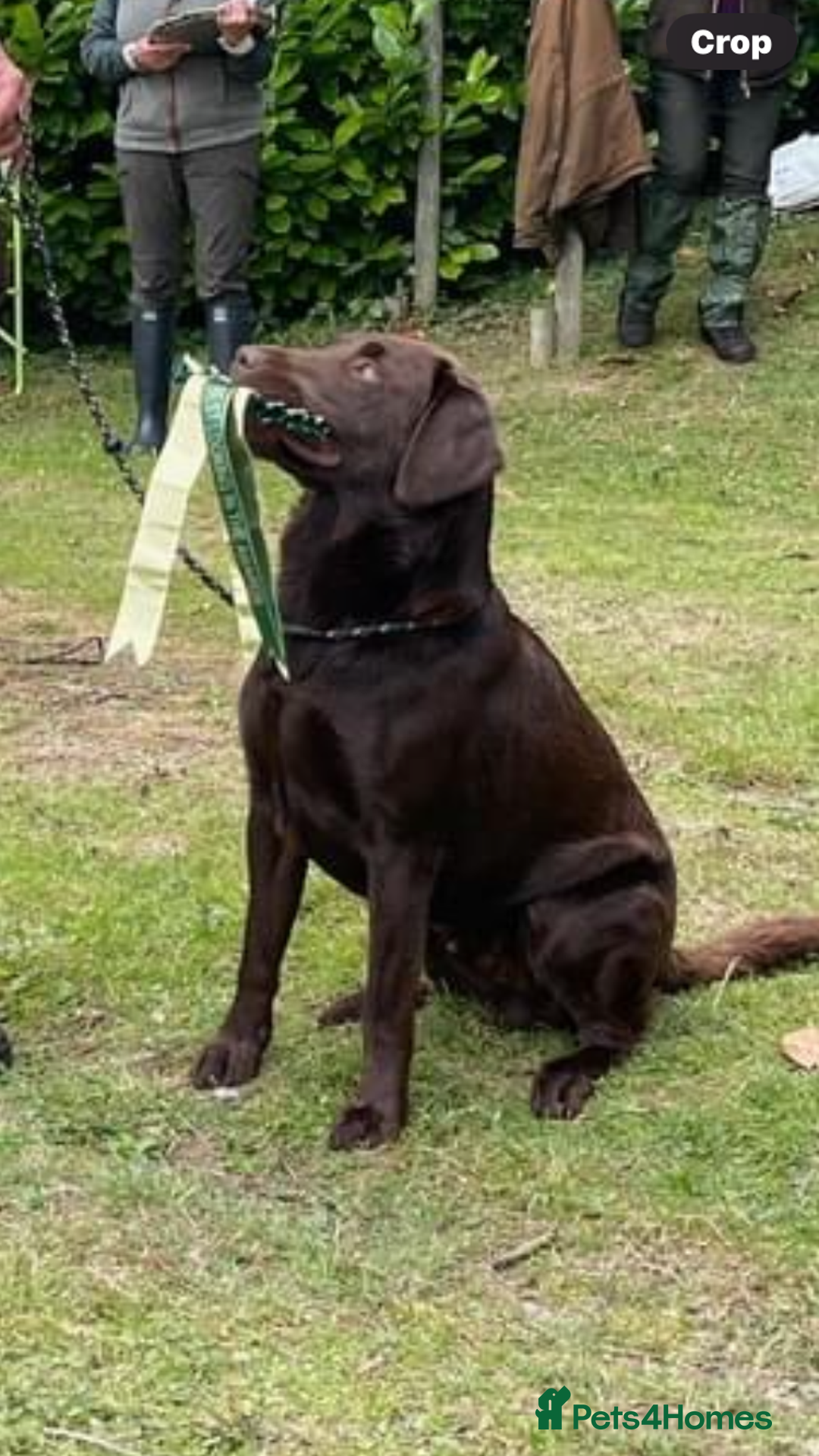 Labrador Retriever dogs for stud: Gorgeous chocolate Labrador  - Image 2