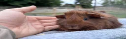 Guinea Pig rodents for sale: Baby guinea pigs - Abyssinian brothers - Advert 3