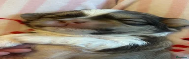 Shih Tzu 2