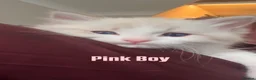Ragdoll cats for sale: Luxury ragdoll kittens - Quality Breed  - Advert 2