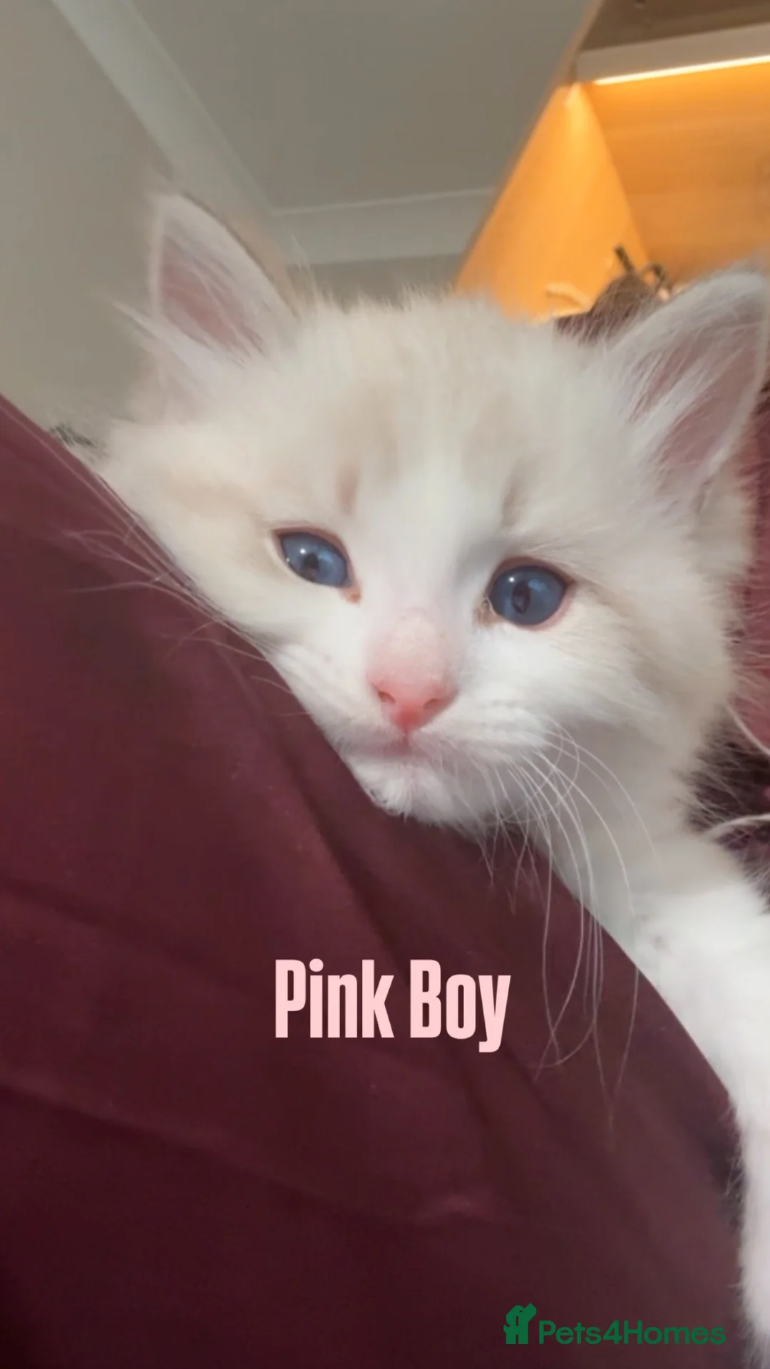 Ragdoll cats for sale: Luxury ragdoll kittens - Quality Breed  - Advert 2