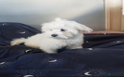 Maltese dogs for sale: Fluffy cute half Korean maltese ready to go  - Image 2