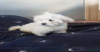 Maltese dogs - Advert 4