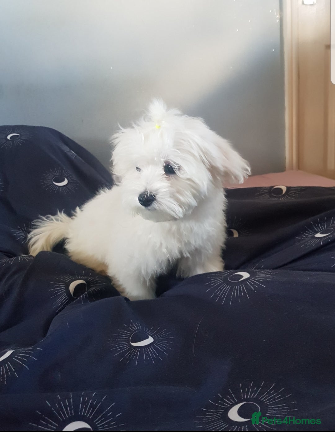 Maltese dogs for sale: Fluffy cute half Korean maltese ready to go  - Image 2