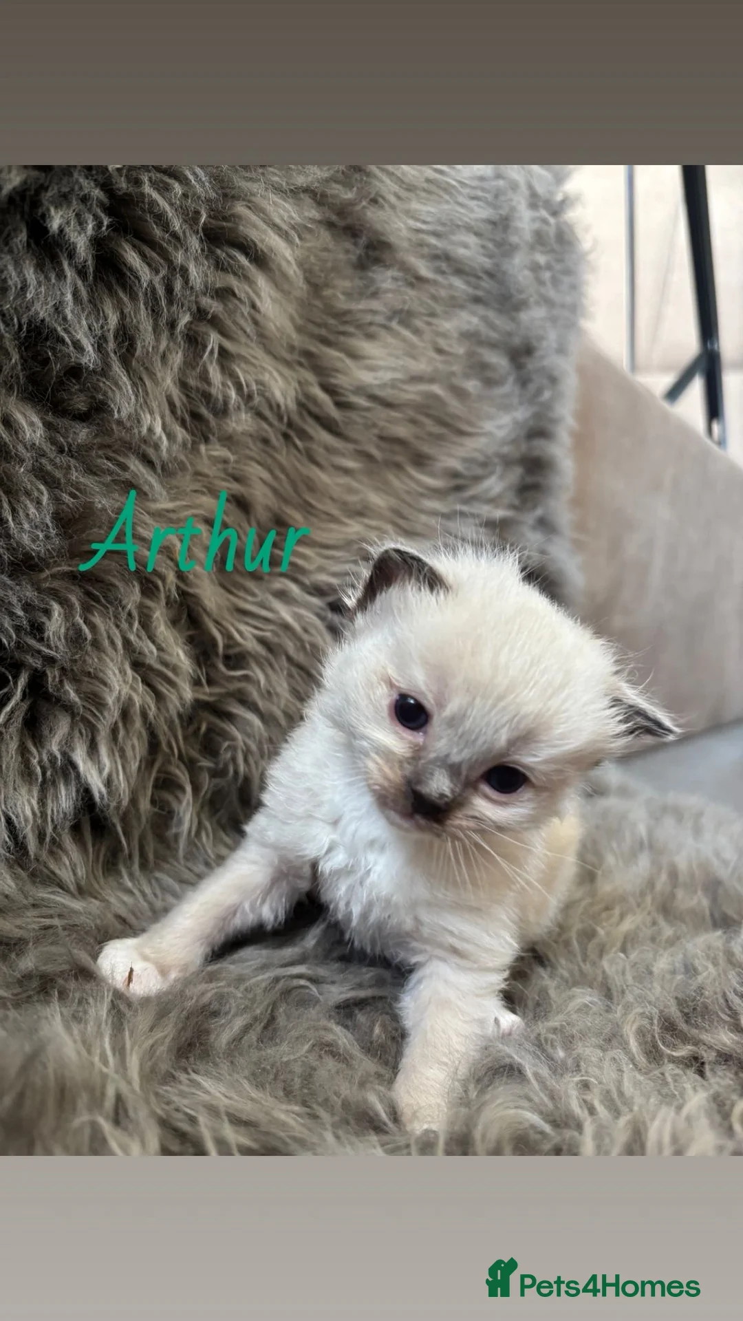 Ragdoll cats for sale: Stunning Ragdoll Kittens - Advert 2