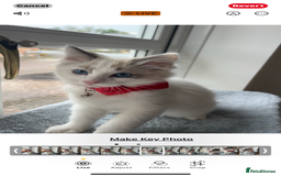 Ragdoll cats for sale: Ragdoll - Image 1