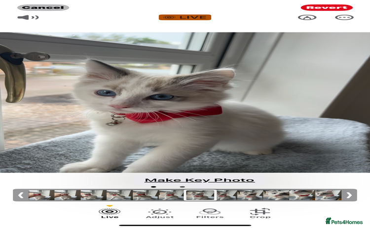 Ragdoll cats - Advert 10